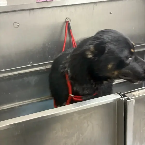 Dog getting a bath at K9 Rox Club grooming